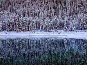Odbicie drzew w zimowym jeziorze