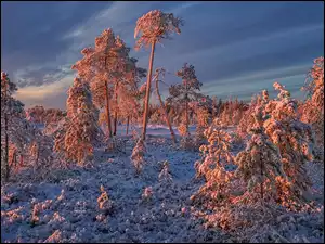 Oszronione drzewa i krzewy zimą na Karelii