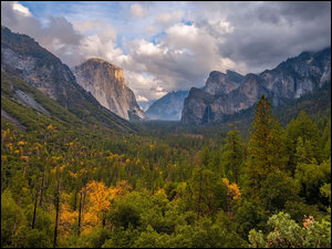 Stany Zjednoczone, Góry, Kalifornia, Park Narodowy Yosemite, Drzewa