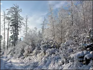 Drzewa, Śnieg, Las, Zima, Ścieżka