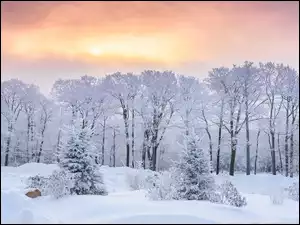Drzewa, Las, Śnieg, Zachód słońca, Zima, Niebo