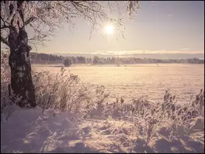 Ośnieżone drzewa na skraju zaśnieżonego pola w słonecznym blasku