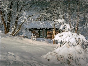 Ośnieżony dom pod drzewami w zimowym lesie