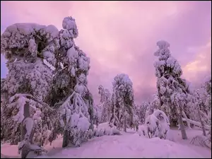 Zasypane śniegiem drzewa pod zachmurzonym niebem