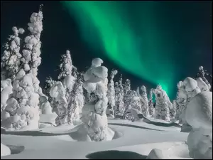 Zorza polarna nad zasypanymi niegiem drzewami