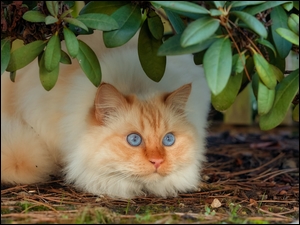 Niebieskooki kot pod liśćmi rododendrona