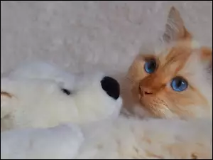 Rudawy błękitnooki kot obok pluszowego misia