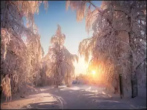 Ośnieżone, Ścieżka, Drzewa, Zima, Promienie słońca