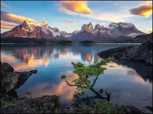 Jezioro Pehoe, Drzewo, Chile, Park Narodowy Torres del Paine, Patagonia, Góry Cordillera del Paine, Skały