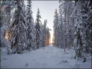 Bajkowa zima w lesie