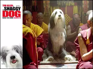 modły, The Shaggy Dog, buddyzm, pies, Azjaci