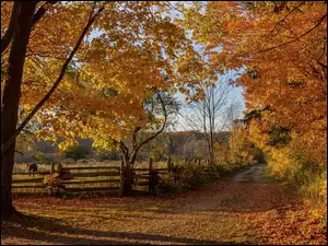 Bronte Creek Provincial Park, Jesień, Drzewa, Ontario, Droga, Ogrodzenie, Kanada, Żółte