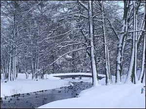 Kaczki na rzece zimą