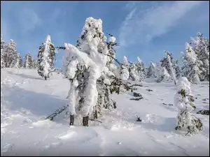 Drzewa, Śnieg, Zima, Zaśnieżone