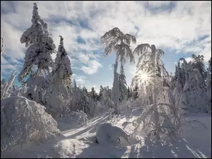 Drzewa w śniegu w słonecznych promieniach