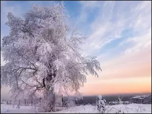 Zima, Drzewo, Ośnieżone