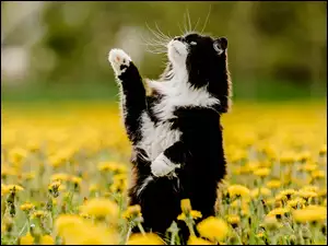 Czarno-biały kot z uniesioną łapką