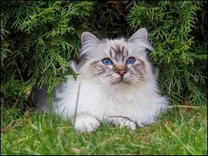 Niebieskooki kot wśród zieleni