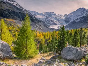 Alpy, Kamienie, Szwajcaria, Góry, Morteratsch Glacier, Lodowiec, Drzewa