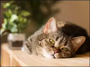 Kot leżący na szafce