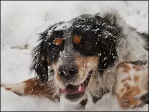 Śnieg, Pies, Mordka, Zima