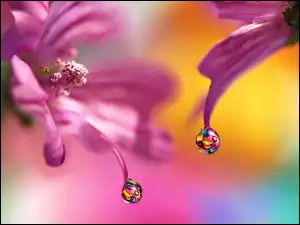 Krople wody spadające z płatków kwiatów