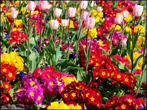 Pierwiosnki, Różowe, Tulipany, Kolorowe