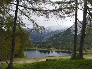 Drzewa iglaste, Góry, Jezioro