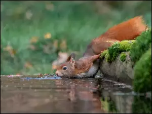 Wiewiórka pijąca wodę