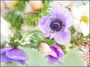 Anemony, Kwiaty, Zawilce