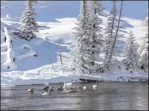 Łabędzie na zimowym jeziorze z drzewami