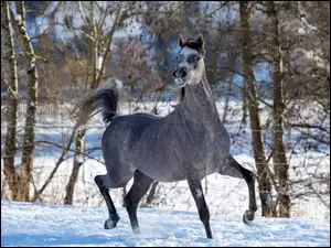 Koń siwek galopuje po śniegu