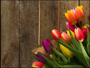 Bukiet kolorowych tulipanów na deskach