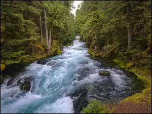 McKenzie River, Rzeka, Drzewa, Stany Zjednoczone, Las, Stan Oregon
