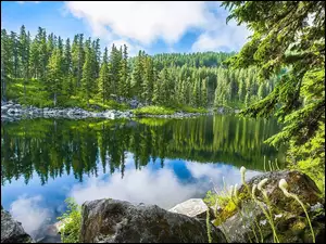 Las z kamieniami w lustrzanym odbiciu jeziora