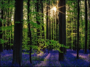 Promienie słońca wpadają do lasu z kwiecistą polaną