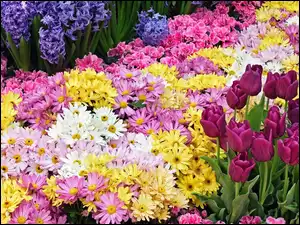 Ogrodowe, Różne, Kwiaty