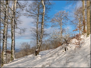 Śnieg, Zima, Drzewa, Skarpa