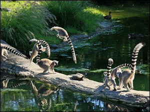Lemury, Zabawa, KĹadka, Rzeka, Szalona