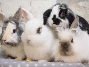 Cztery kolorowe króliki