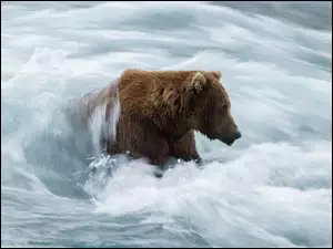 Niedźwiedź przeprawia się przez rzekę