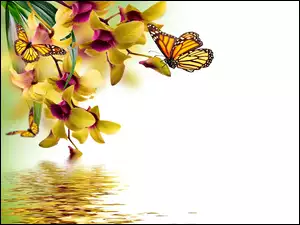 Grafika storczyki odbijające się w wodzie i motyle