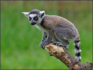 Młody Lemur na drzewie