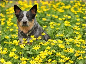 Australijski pies pasterski na łące pośród kwiatów