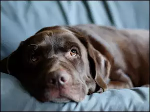 Smutny Labrador retriever leży na kanapie