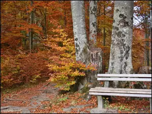 Ławka w jesiennym lesie