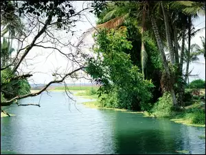 Indonezja, Rzeka, Drzewa, Bali