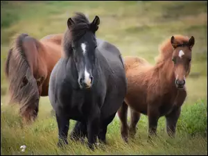 Trzy konie na zielonej trawie
