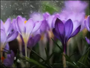 Kwiaty, Krokusy, Fioletowe