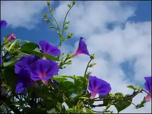Niebieskie kwiaty powoju na tle nieba